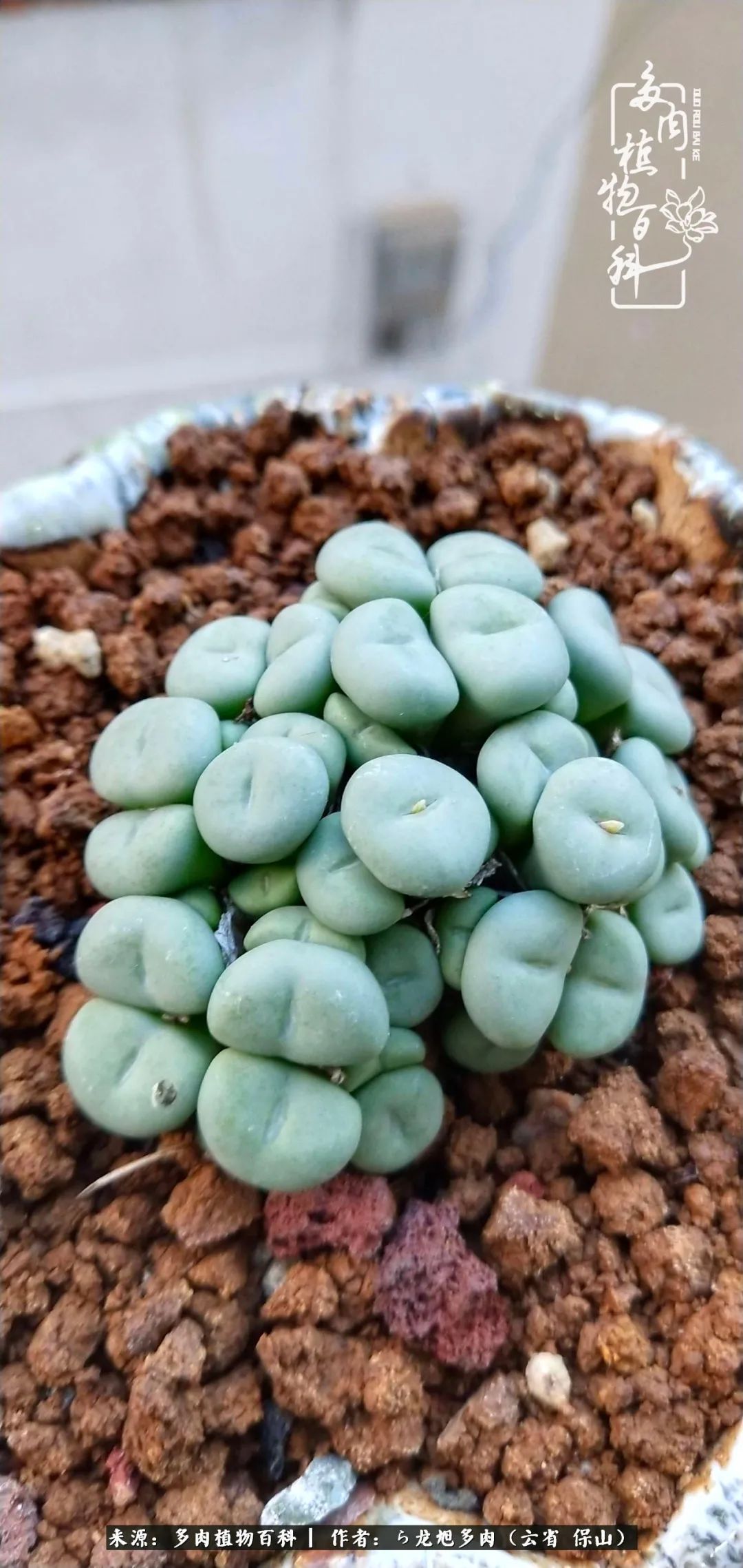 叶片|美了，美了！当秋天的风吹向你我的多肉！