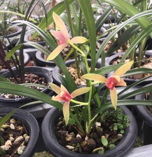 给君子兰、兰花喝点“酒”,花芽猛窜,花开大又艳,养一盆旺一盆