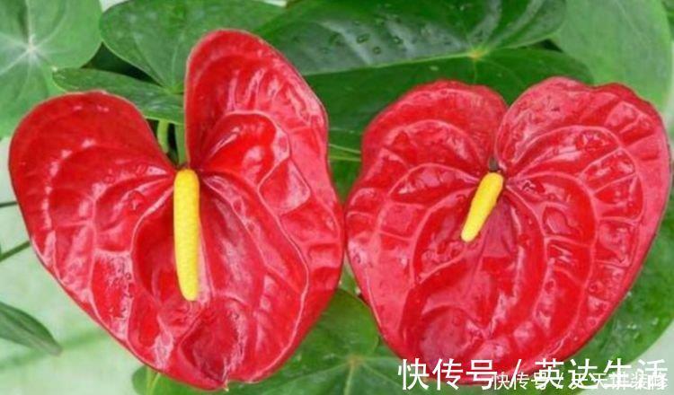红掌|居家就养此款花卉，不闻不问，花开爆盆美如花，枝头窜满花苞，美