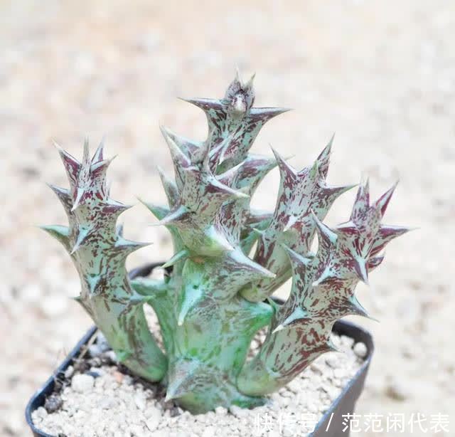 红稚莲|喜欢养多肉?推荐20种适合夏季入手的多肉植物