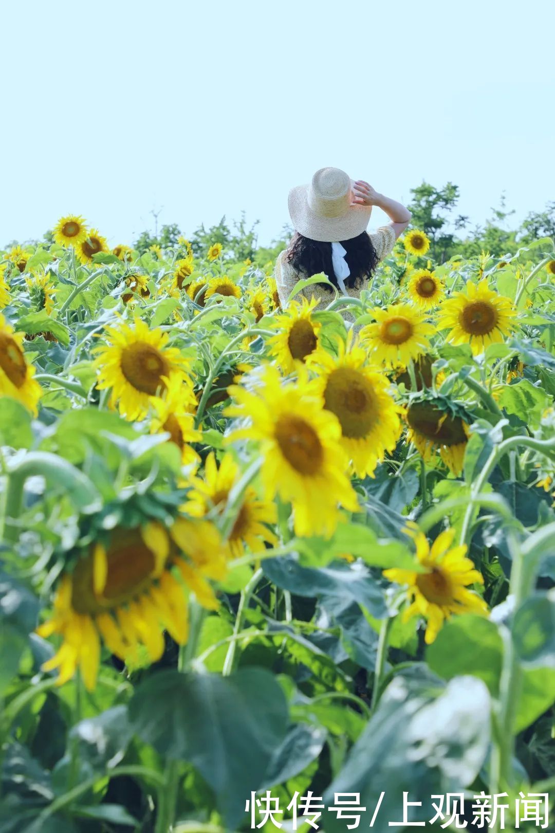 夏日探花丨金海湖畔|夏日探花丨金海湖畔向日葵进入最佳观赏期，邀你快来打卡