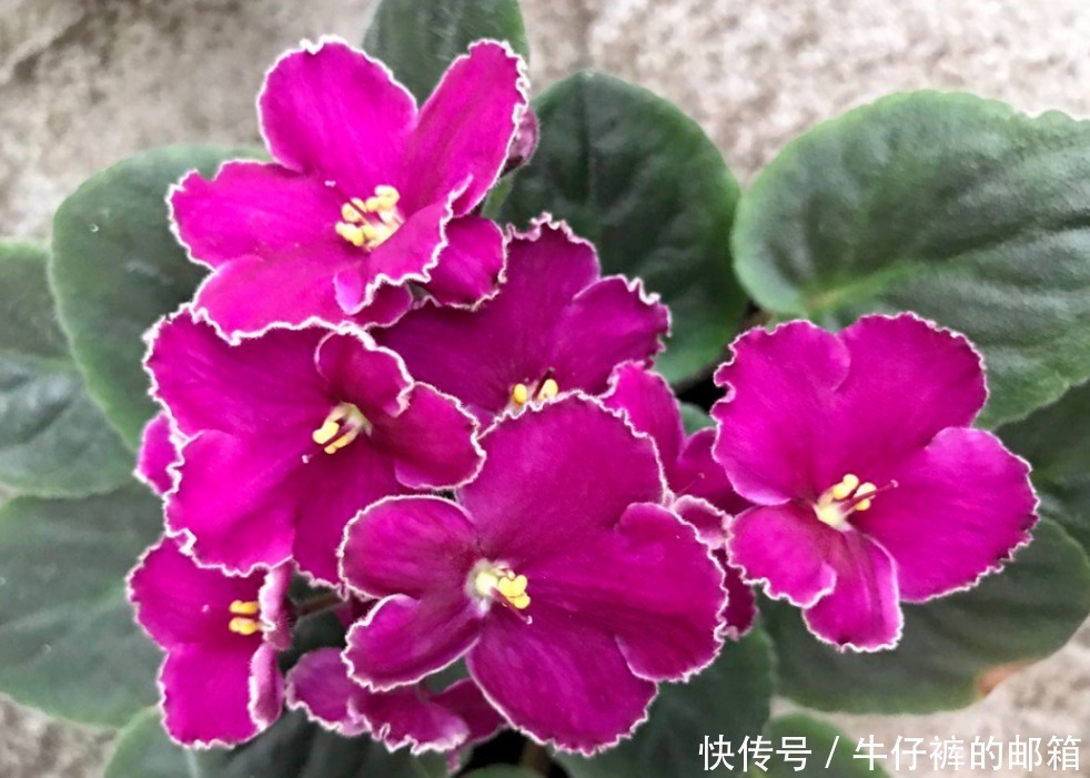 花蕾|堪称“花界劳模”的它们,不怕累,四季花开不歇,好活颜值高