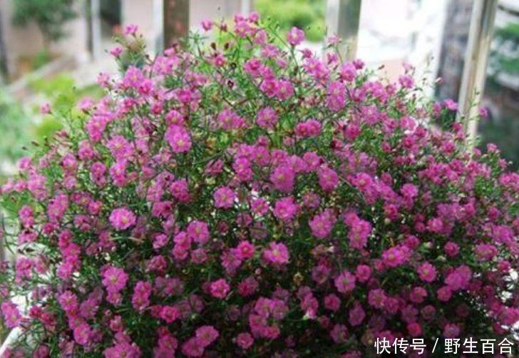 这几款植物养在家里,人见人爱,浇水点就疯长,要多美有多美