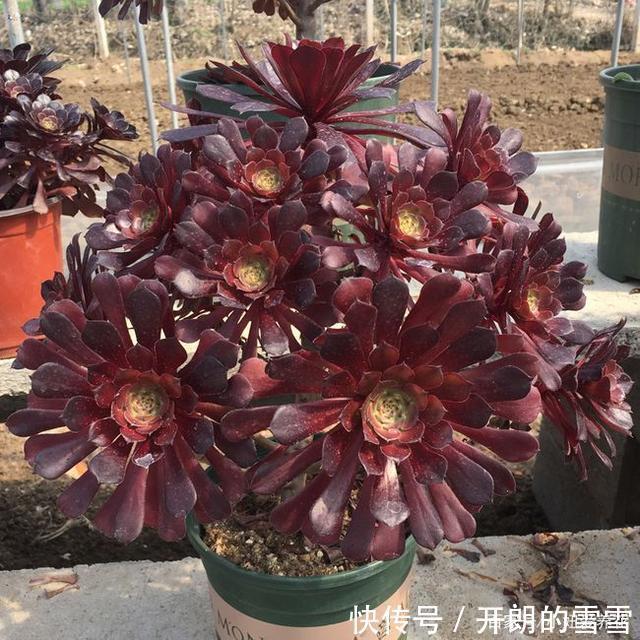 这3种多肉是“喜水”大户，一缺水就发黄，“泡水里”反而长得欢