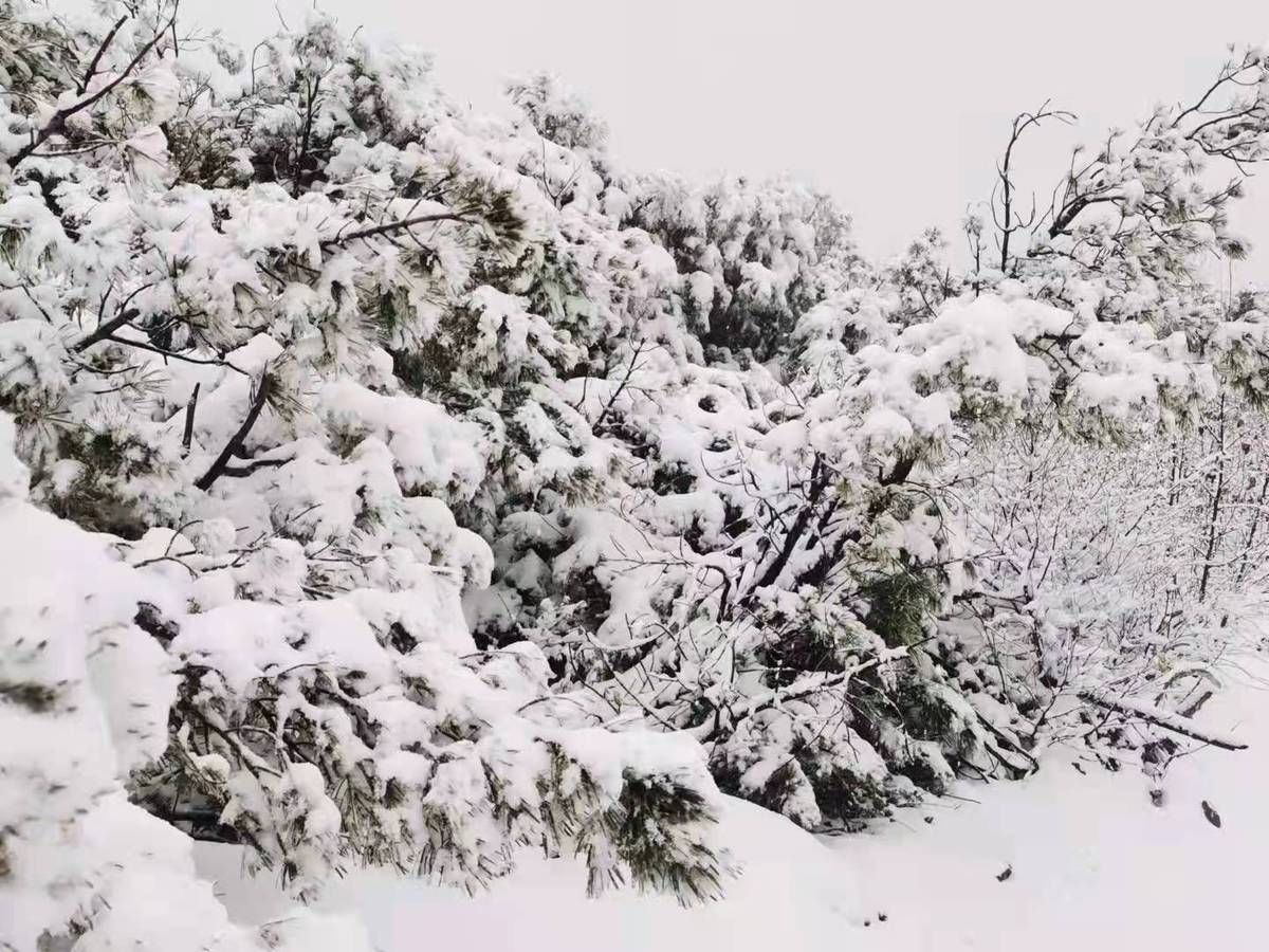 大兴安岭|黑龙江省大兴安岭地区呼中区迎来今年第一场雪