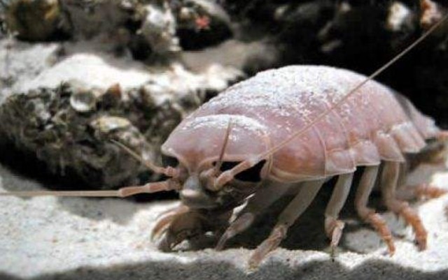 日本|日本人口味有多重?深海巨虱蒸着吃,成品太馋人了