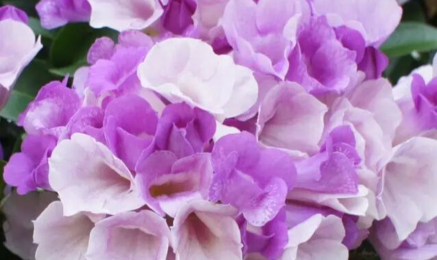 此花卉开花“3色变换”，一株开花200朵，能把阳台变“花海”