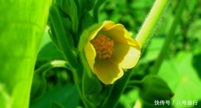 农村|五月春季农村吃这些野菜，具有降低血压，增进食欲，利尿的功效！