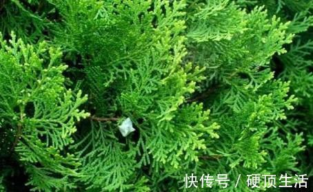 侧柏叶|有白头发别着急去染,用此叶子煮水洗,白头发一个月变黑