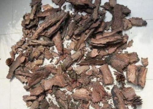  改良|正确使用柳树皮养花，可改良土壤，保植物不黄叶、不烂根！