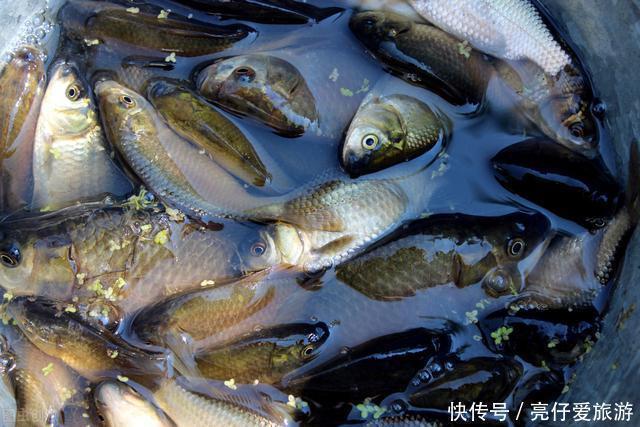 洄水湾|夏季野钓总没口找钓位注意这4类地方，天热大鱼易扎堆