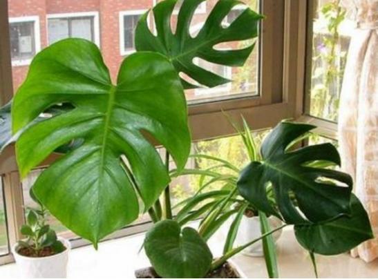 人养花,花也养人,家中养上2种“花”,镇宅还聚财,值得多养