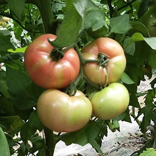 气血两亏|医生忠告：这几种蔬菜尽量少吃，或对身体不好，大家别忽视了