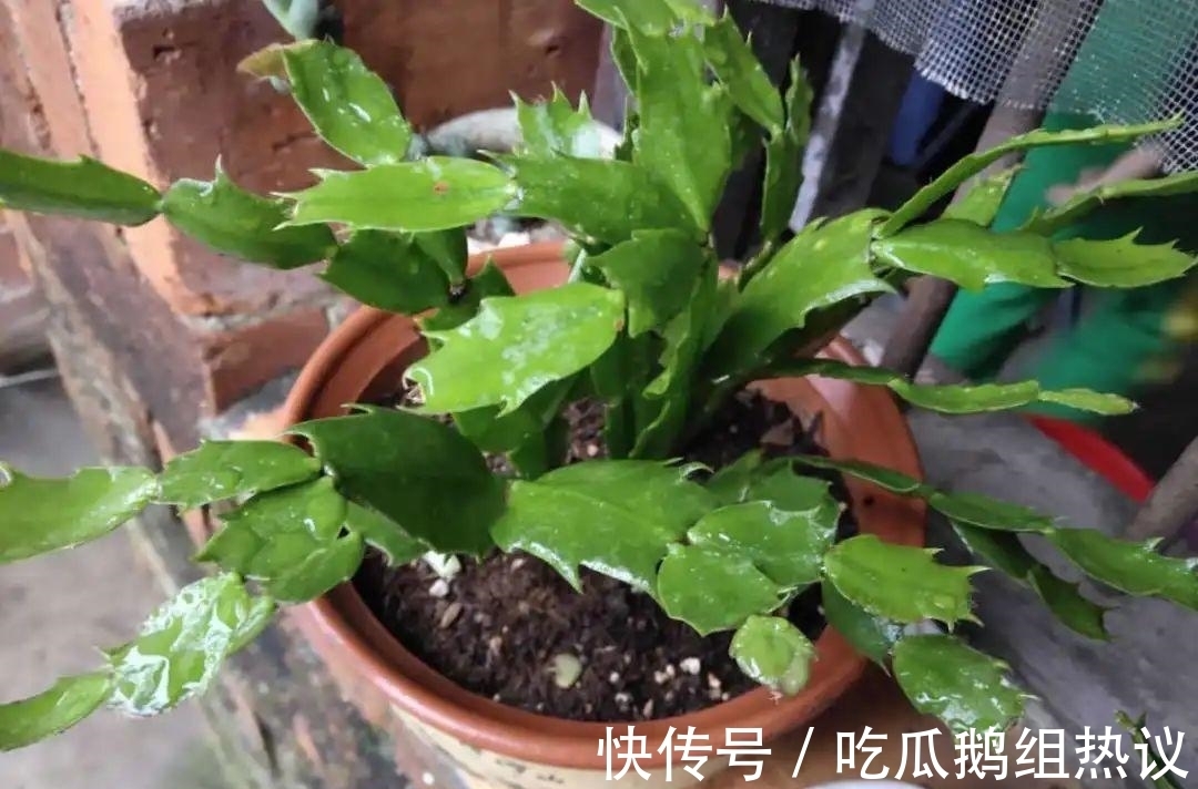 种花|9种花，夏天休眠了，一定少浇水，否则越浇越死