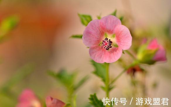 特爱“吃土”的8种花,该换盆时就换盆,别偷懒