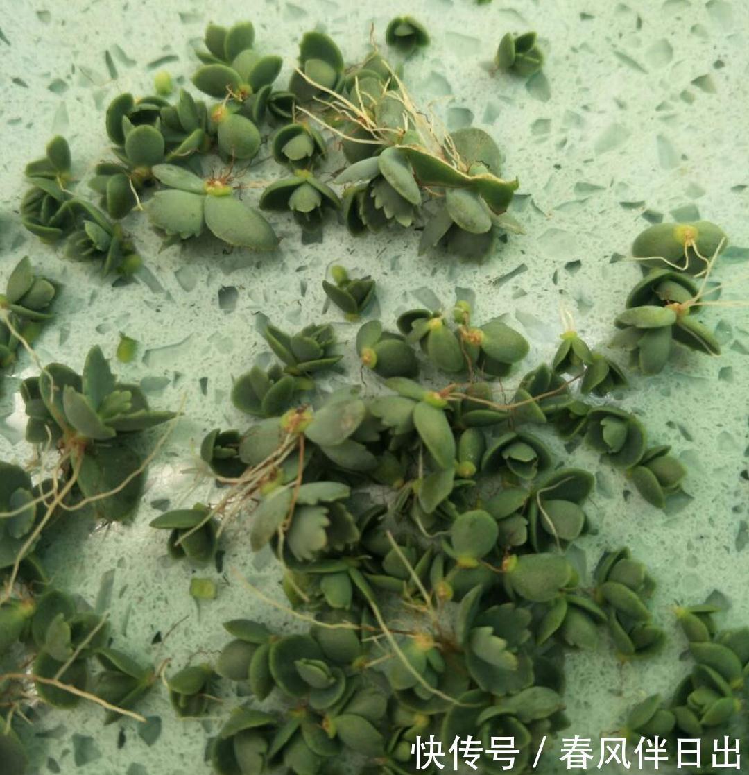 白檀|养到烦人的花,盆都不够用,扔掉还很心疼