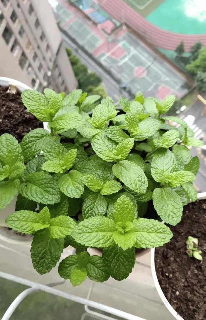 太阳花|急性子的人就养此4种花，掐个枝条插土里，当年就开花早看早知道