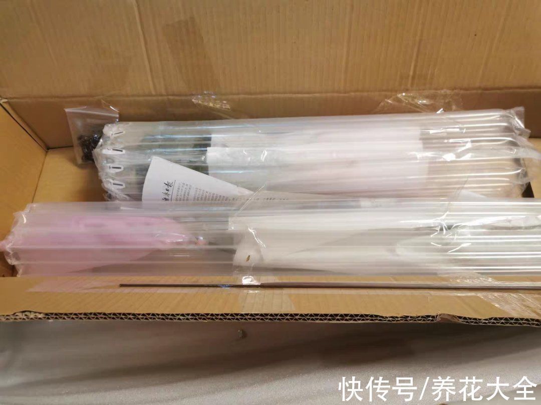 红火好养的“喜庆花”，现在买不吃亏，下个月价格翻两倍