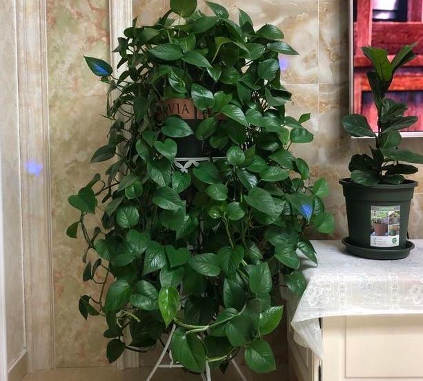 嫌弃厨房油腻腻、污质多摆放上4种植物，随便2盆就能搞定