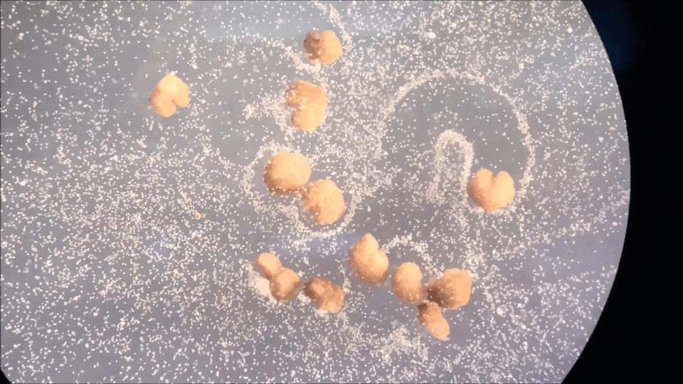 青蛙|机器人也能「造孩子」:全球首个活体机器人创生命繁衍新方式