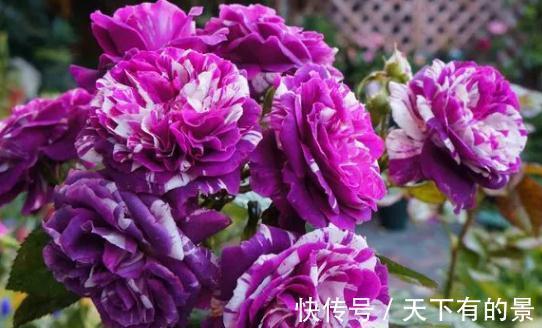 这是一款紫色条纹浓香月季，多头勤花，一开就是一簇