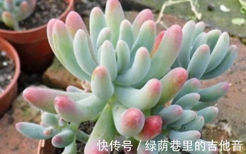 多肉|多肉叶子不着色,该怎么解决?做到这些,上色容易还格外好看