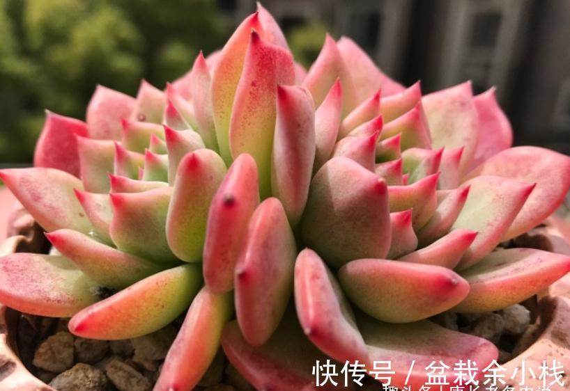 名字很酷的多肉ak玛利亚，颜色颇为小清新，养起来也是“乖宝宝”