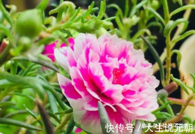 家养几种花,花期长,花色艳丽,开成花海,邻居都羡慕!