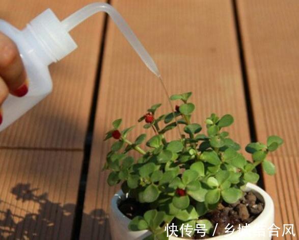 为什么多肉也喜欢万人宠不如一人懂呢