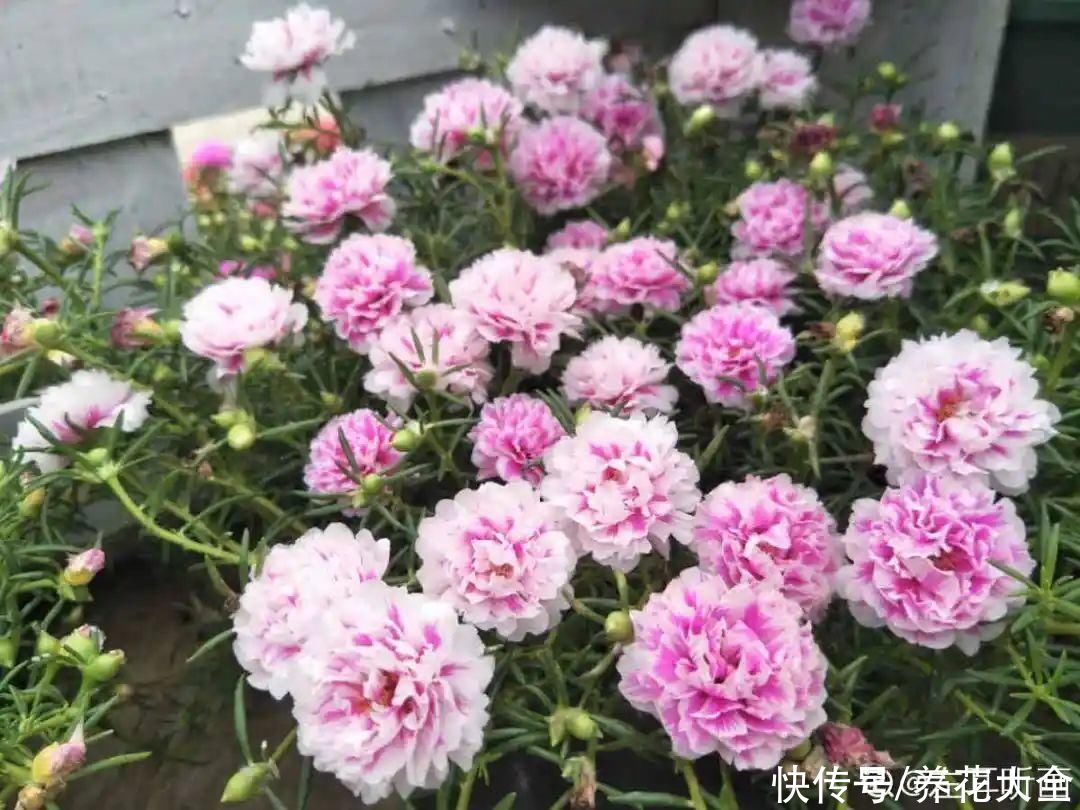 耐旱|10种“养不死”的花，绿萝只能排最后一名，养死3种以上的举手