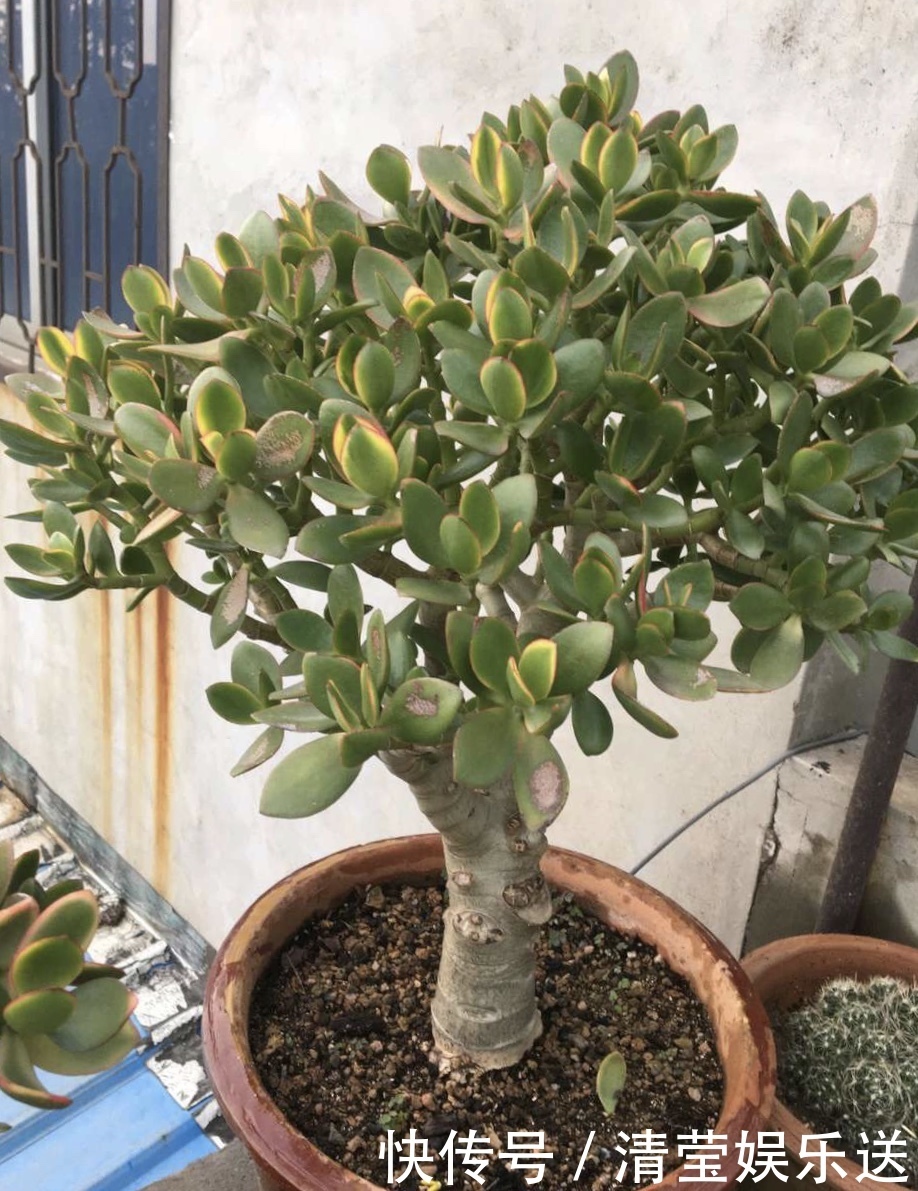 光头|10月玉树“剪光头”,20天冒出“一堆”新芽,变成老桩超漂亮