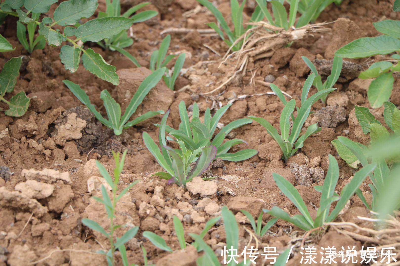 甜苣菜|浑身都是宝的菜,很多人当成草,简单一拌就上桌,清热解毒胜良药