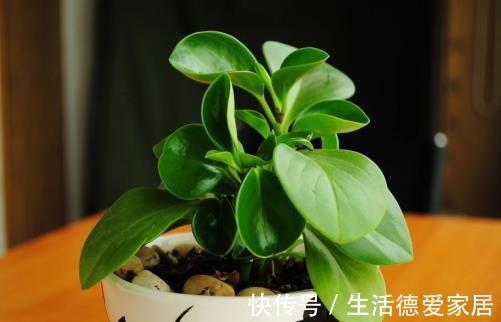 植株|豆瓣绿叶子发黄怎么办，注意4个方面就能有效解决豆瓣绿叶黄问题