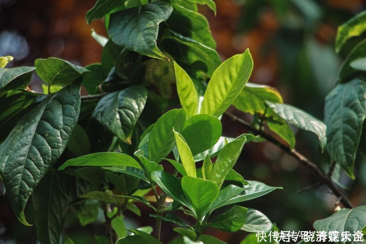 碱性|养花土碱性太大?3个方法轻松解决,养好花不成问题