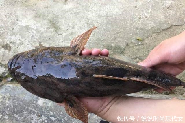 入侵|入侵中国40年,因味道美味吃成稀罕物,一斤大涨11元,太疯狂