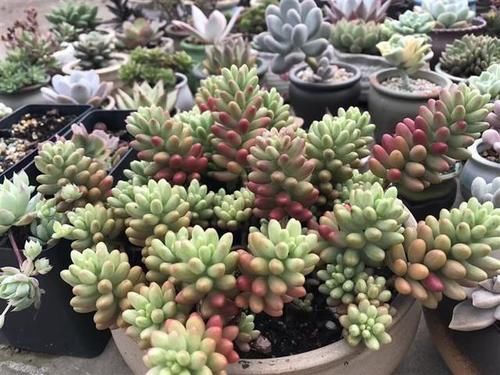 春天养多肉，3月“四预防”，多肉长得精神，“无病无虫”状态棒