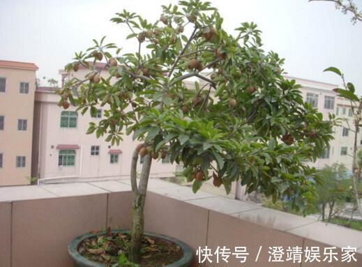 4种“果核”不要扔,埋土里,5天之后“惊喜”不断,观叶又收果!