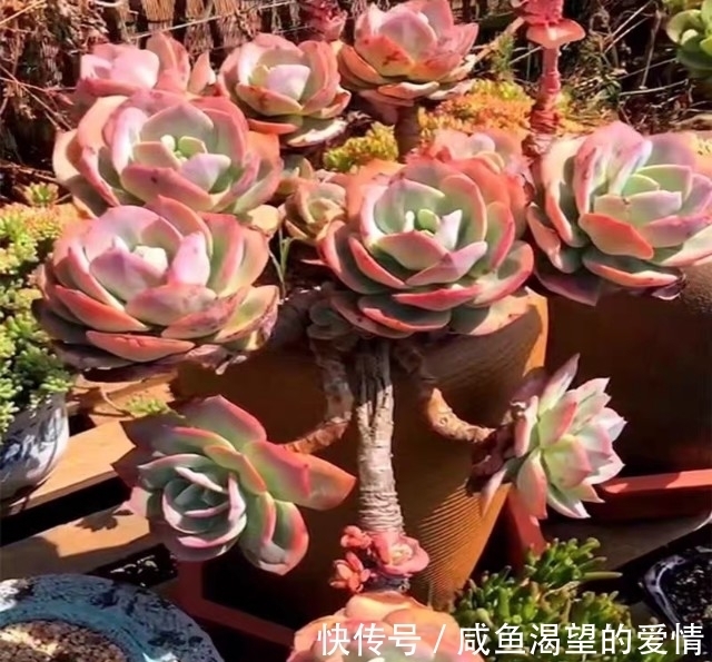 养多肉都喜欢大老桩?这10个品种全是“大粗腿”,越养越好看!