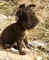 |搞笑GIF:这俩猴太皮了,跑下去只为帮乌龟翻个身