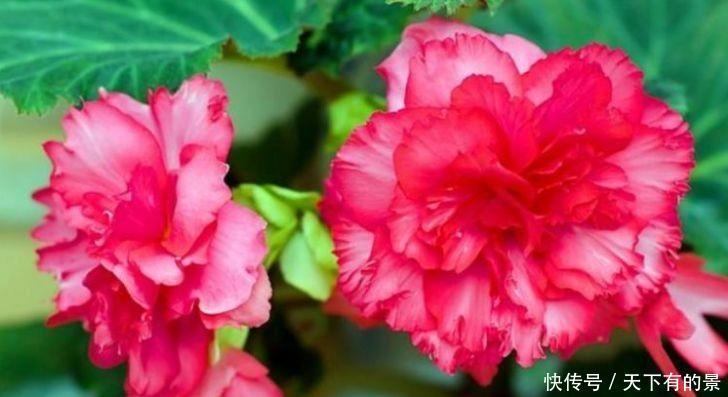 4种花养了就爆盆，好养易活开花漂亮，一养就上瘾