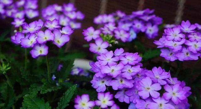 种花|这10种花花期超长又好养,你都知道吗?