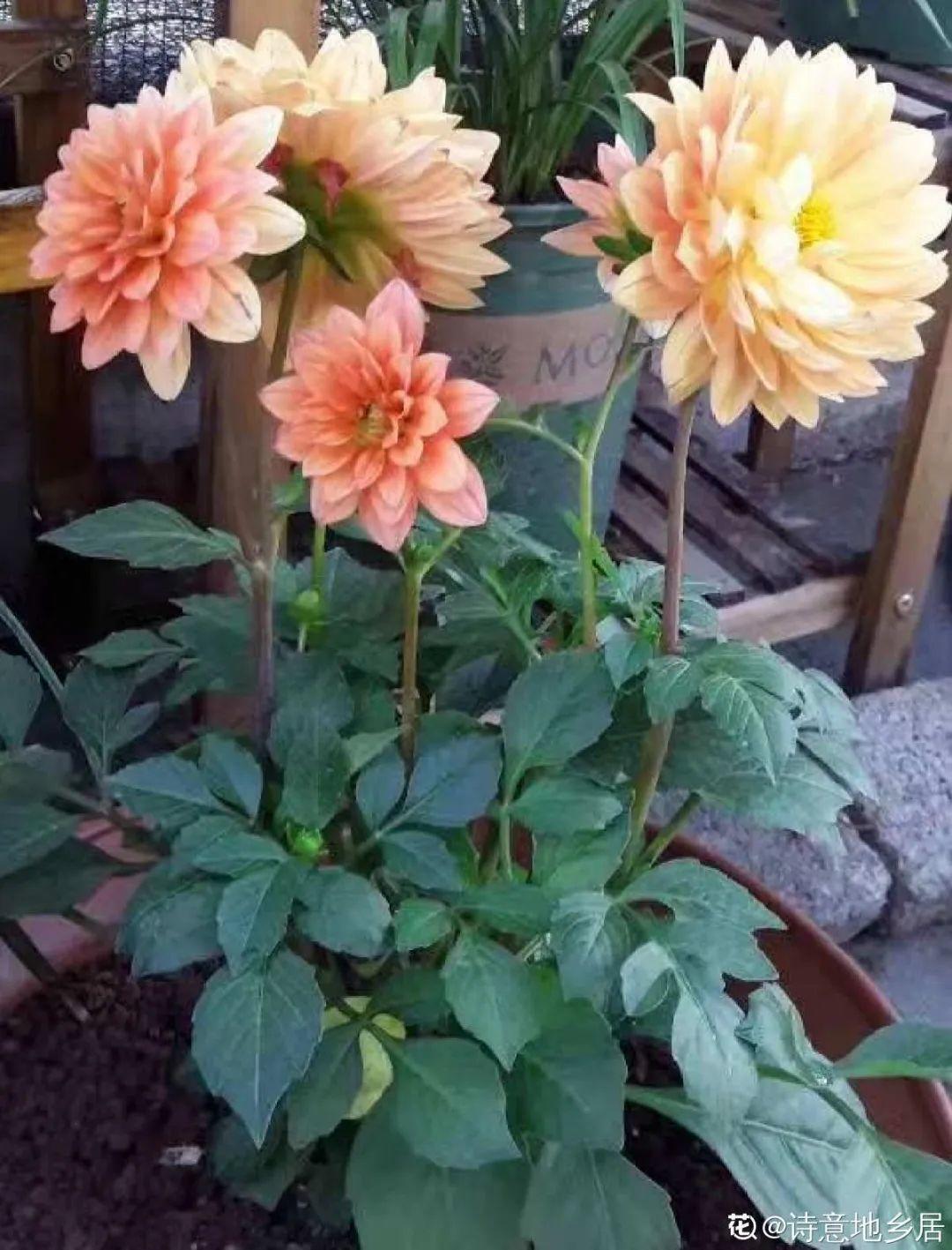 枯萎|9种花是富贵命,必须大盆养,小盆养会憋死