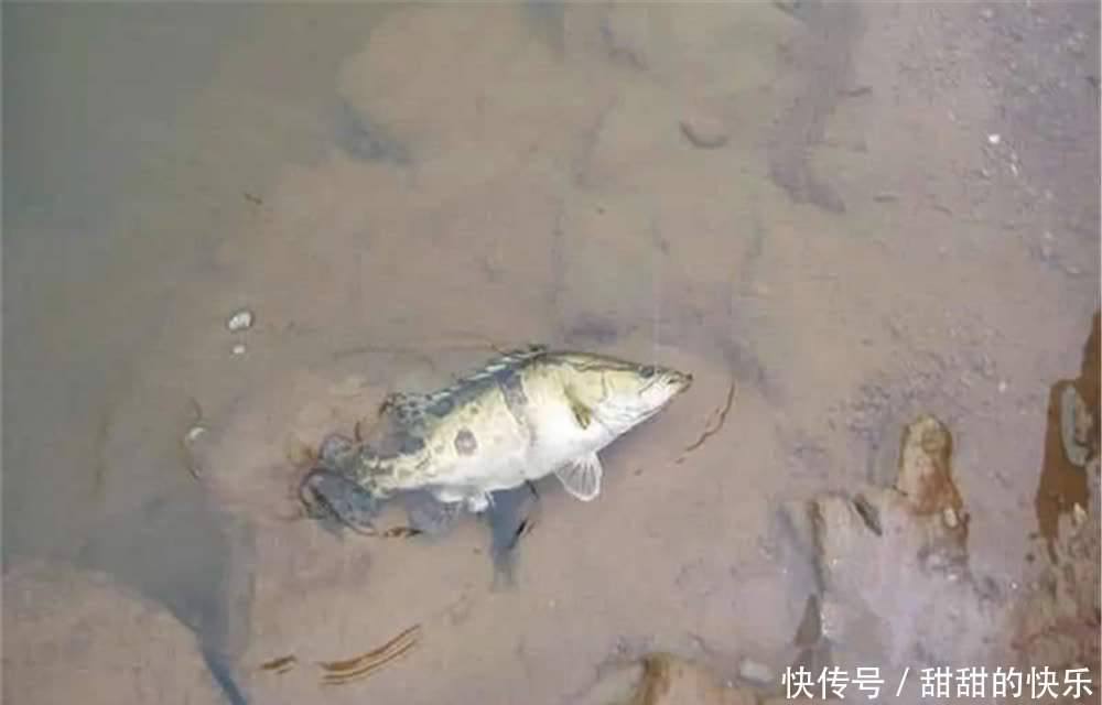 桃花流水鳜鱼肥,春季手竿钓鳜鱼,就用民间这种钓法,简单又好用