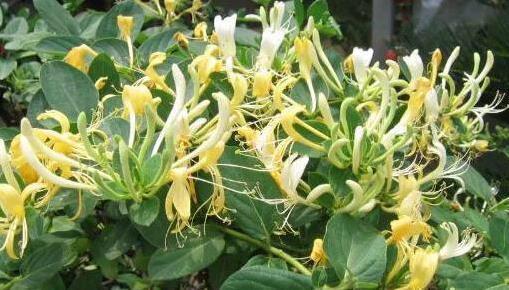 花盆|这花插枝即活,一年爬满阳台,花可泡茶喝,清火明目