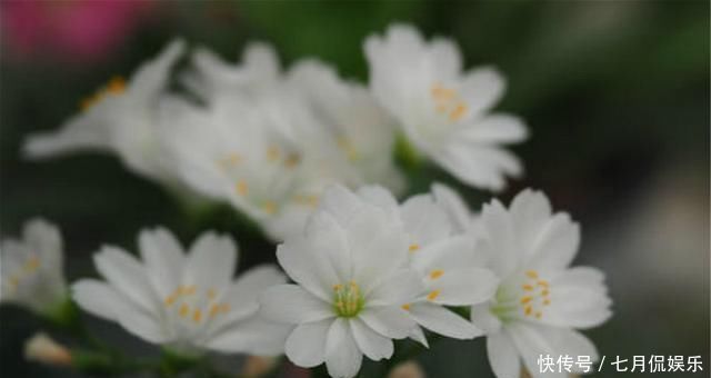 最会开花的多肉，一年开3季，好养似吊兰