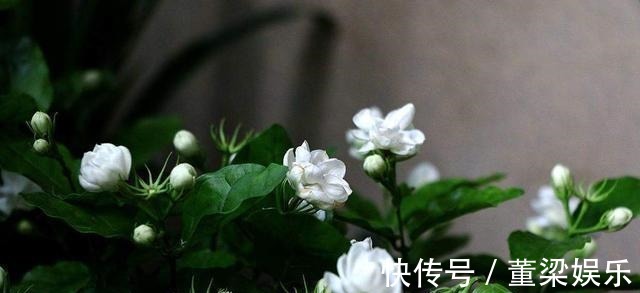 茉莉、三角梅开得旺,土里两种花肥很重要,添一点就有明显效果