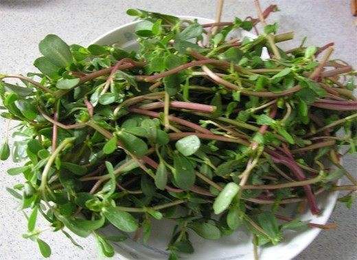 马齿苋|马齿苋涂在脸上太厉害了，解决了女人关心的问题，帮你省下大笔钱