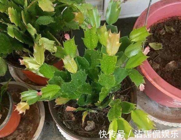 蟹爪兰不洗澡怎么可能油嫩猛蹿赶紧拿点东西,随便一抹就能爆长