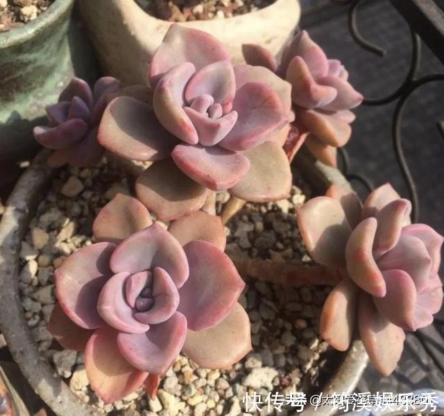 胖嘟嘟|怎么把多肉养得胖嘟嘟?做好5个关键点株型紧凑又好看