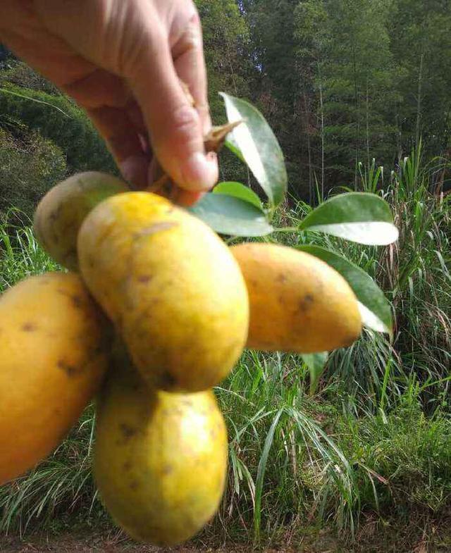 子宫|女性不想子宫早衰，晚上当零食吃几个，保养卵巢，更显年轻